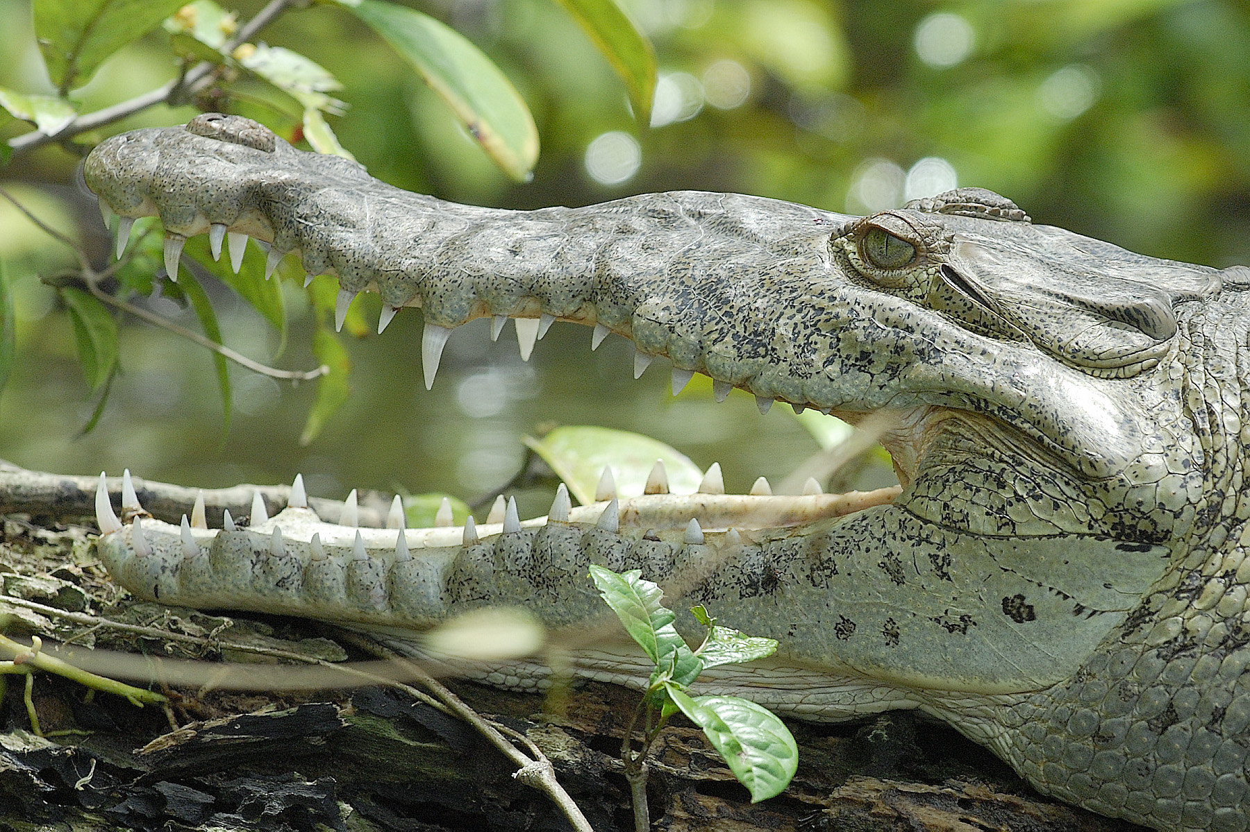 Even more teeth!! a 15 foot croc in Tortuguero National Park in Costa Rica