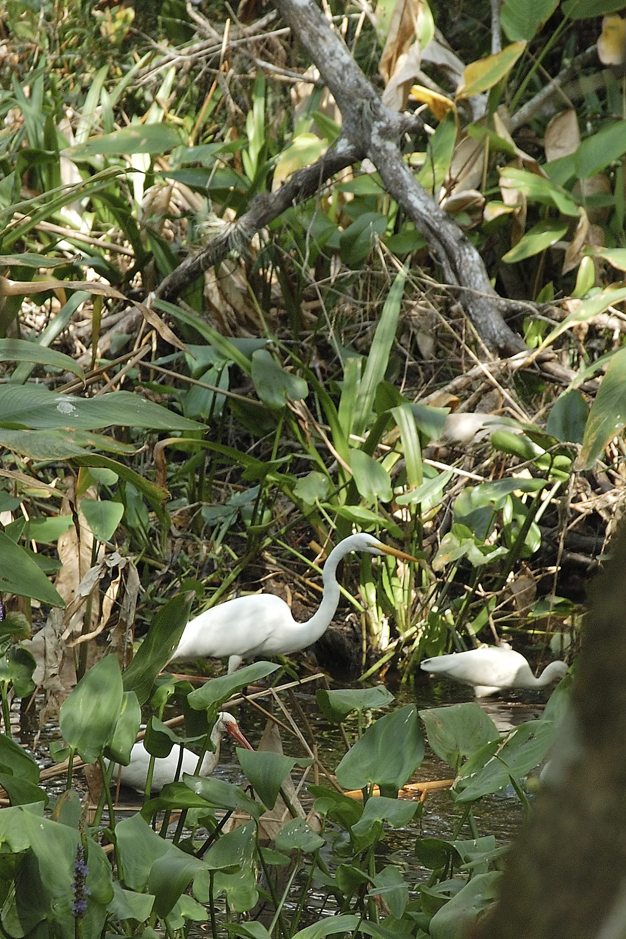 For birders, South Florida winters provide lots to see, but off season many migratory birds won't be there.