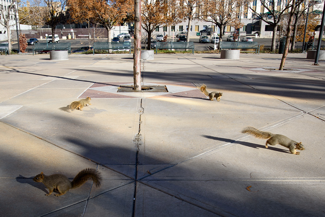 We were suddenly surrounded by this gang when we opened a bag of almond dusted toffee chocolate!