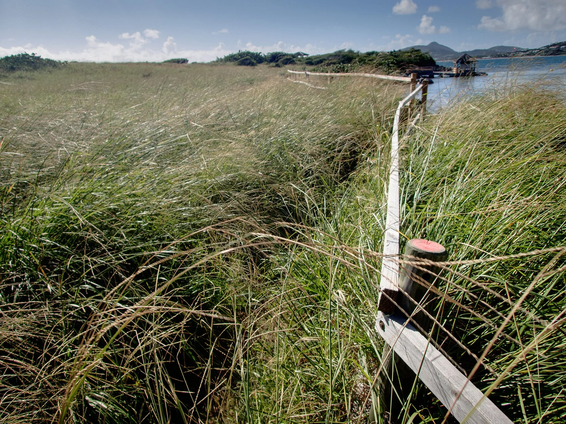 The trail starts out with waist high grass