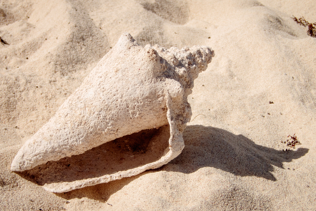A conch on Islet Pinel in St Martin