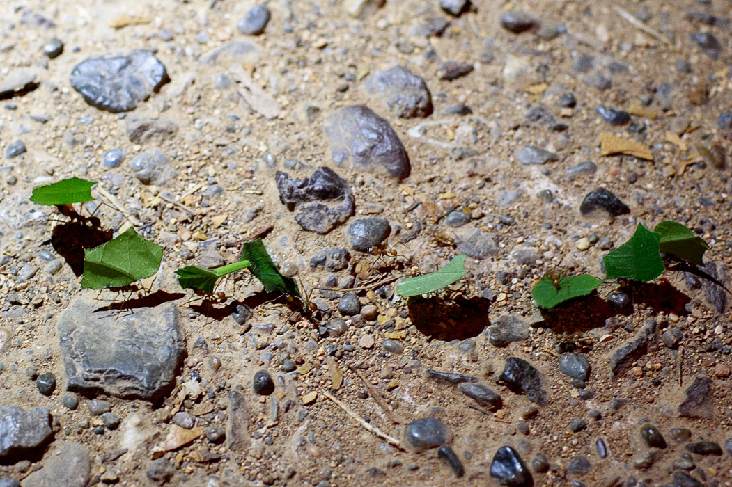 One of my favorite insects- the leaf cutter ants. These little ants work in a fascinating social world, with differentiated jobs for different groups of ants in the colony. 
