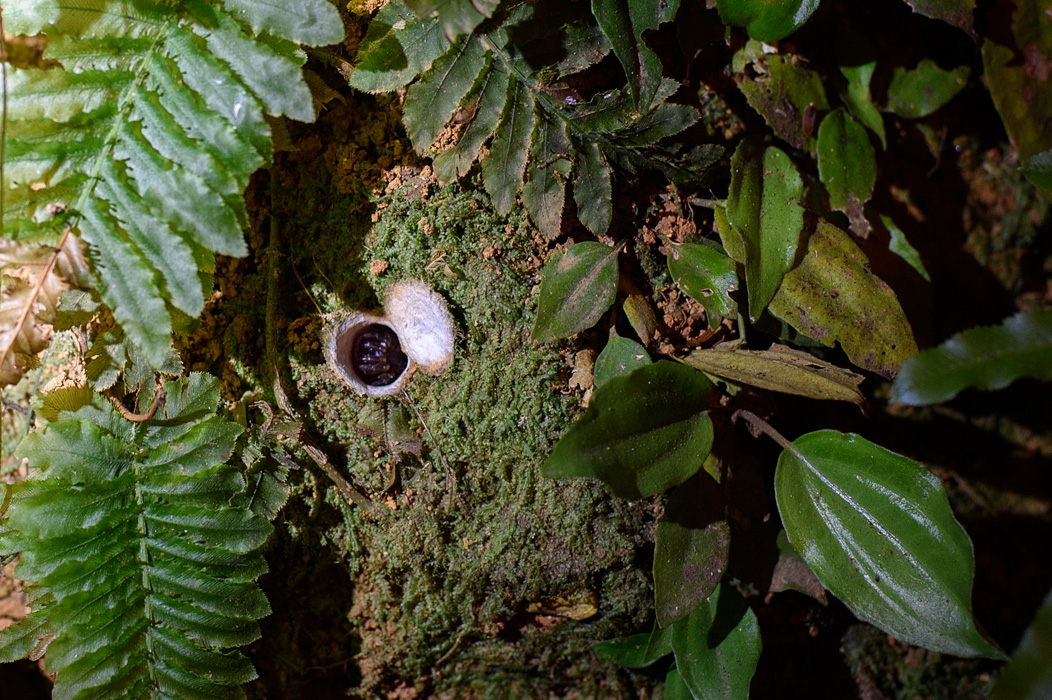 One of our favorite bugs is the trap door spider that builds it's "hole" perfectly camouflaged in the embankment!