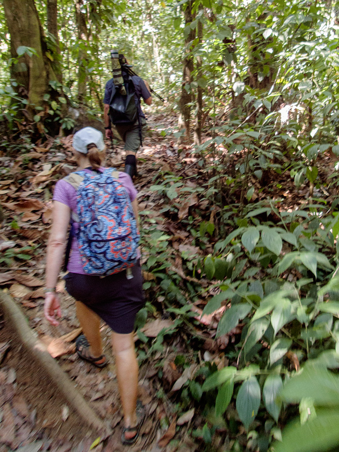 We hiked about 7 miles through the shaded jungle, stopping frequently to see wildlife along the trail,