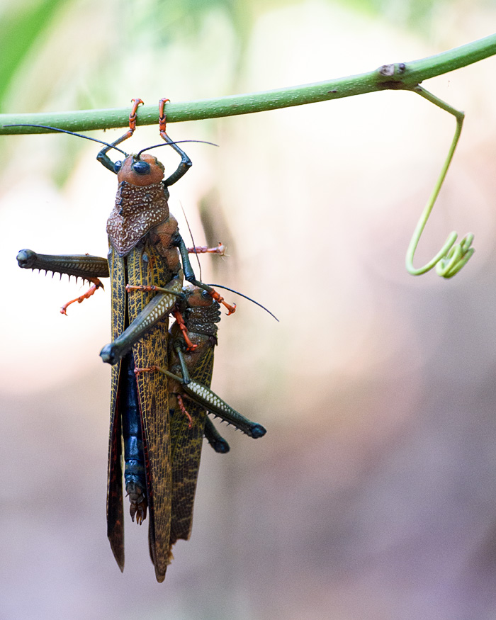 A pair of Redwing Grasshopper mating- the big one is the female.