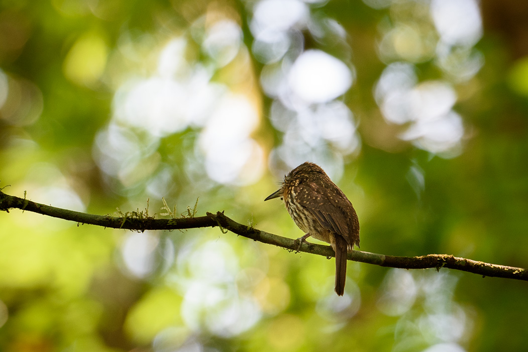 This little bird had one of the best names- a whiskery puff bird.