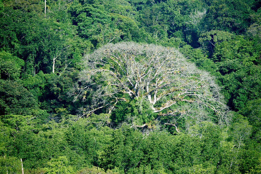 We visited during the "dry Season" and while things were still quite green, some trees were without their leaves. 