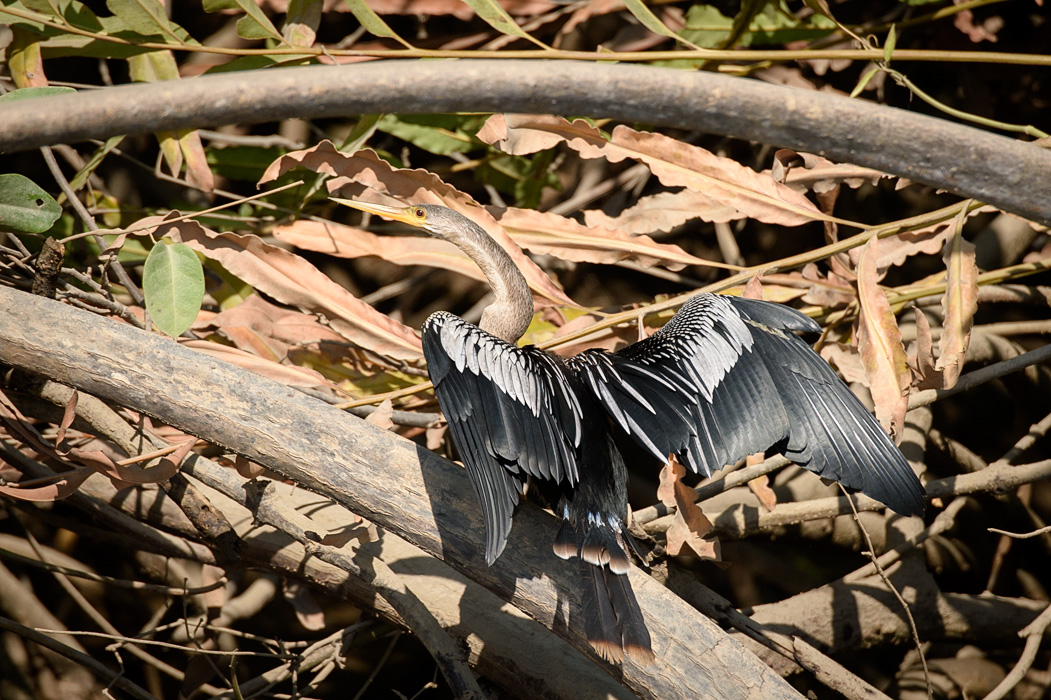Anhinga