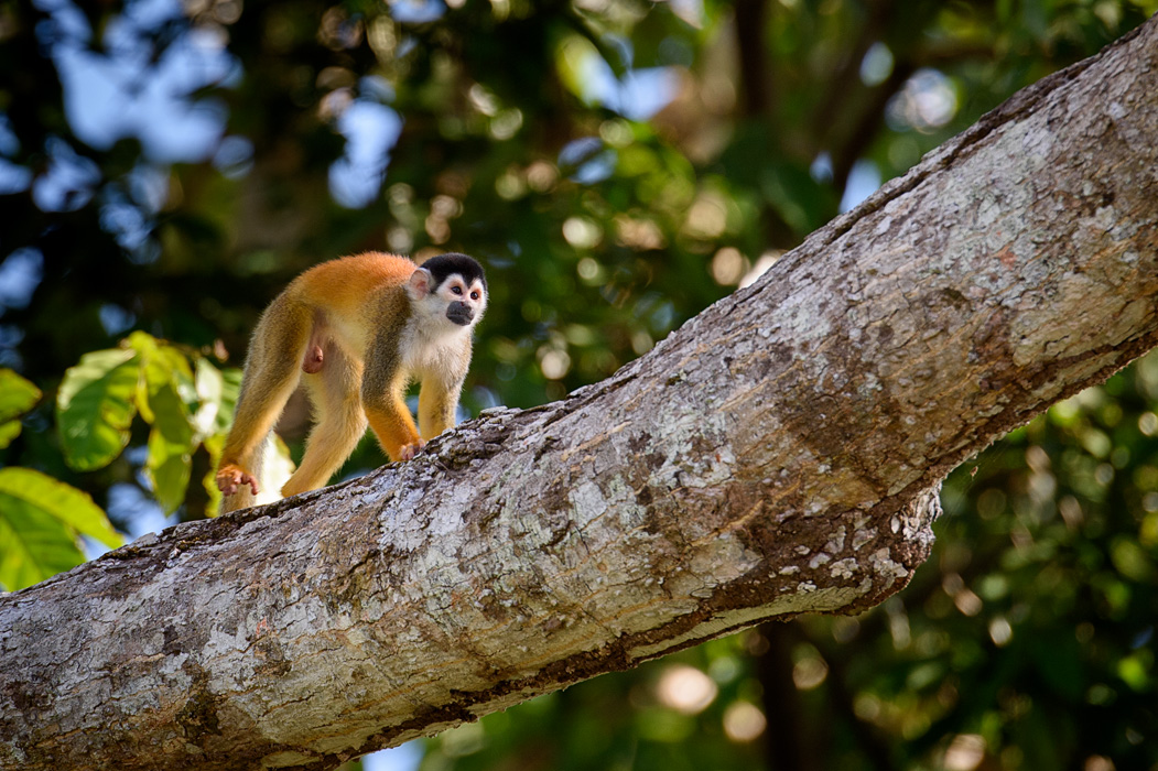 Spider Monkey