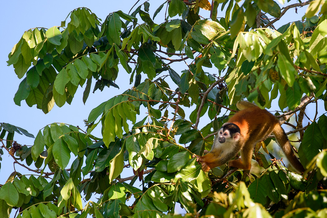 Spider Monkey