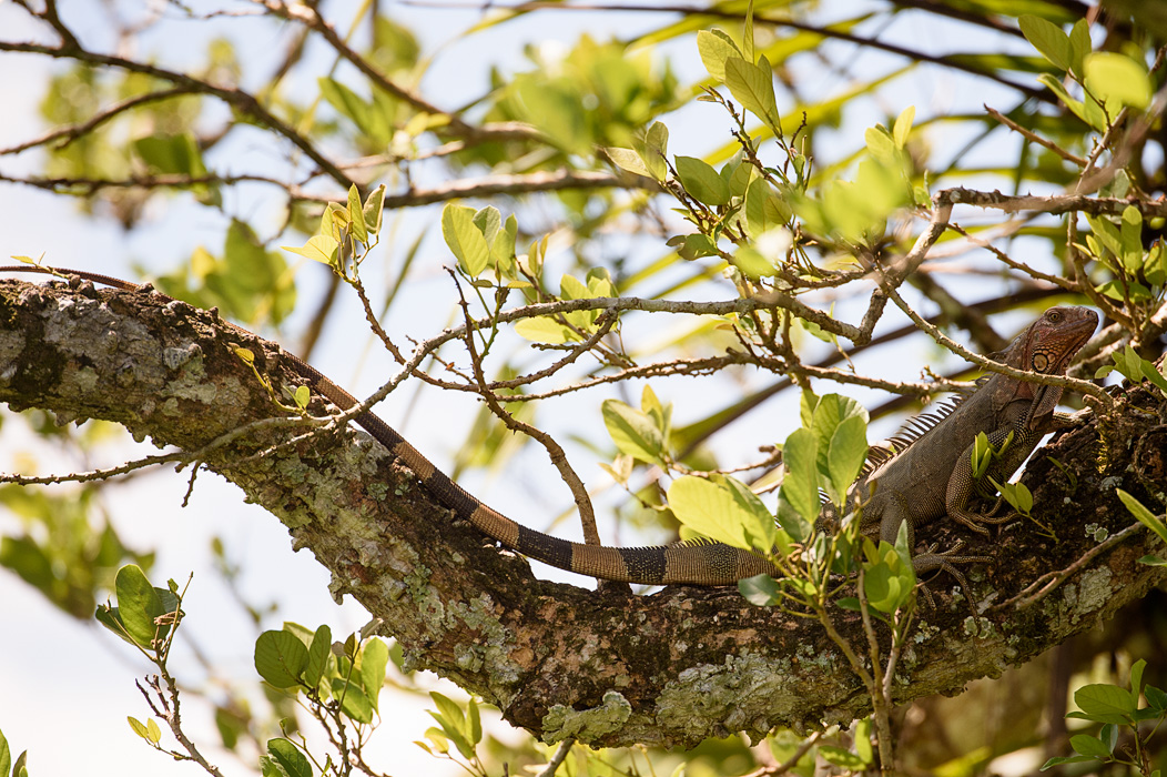 Iguana