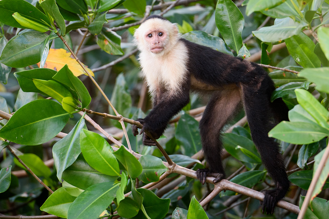 Capuchin Monkey