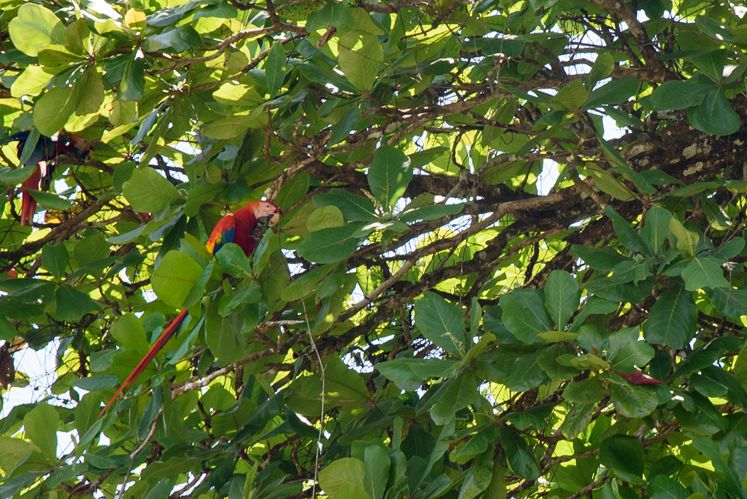 We spotted one of the showiest birds in Costa Rica right in town!