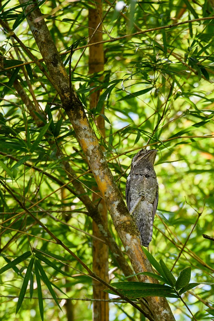 This amazing bird is a nocturnal Stick Bird and it sleeps camouflaged as a broken tree branch all day