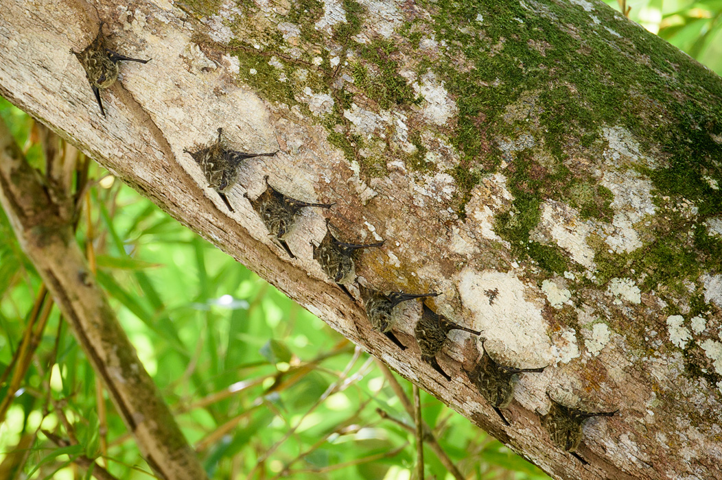 More nocturnal animals- Long Nose bats