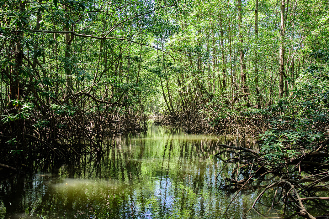 We made our way down some very narrow channels but we also had lots of company with other tour boats just leaving as we entered and entering as we were leaving. Because of the "traffic" and the closeness of the shore, we didn't see much wildlife in these narrow channels.