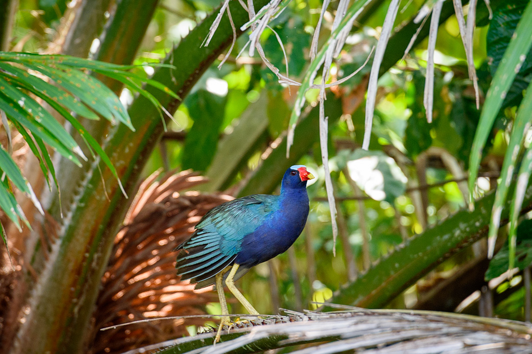 Purple Gallinule