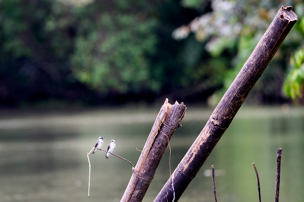 A pair of tiny Mangrove Swallows
