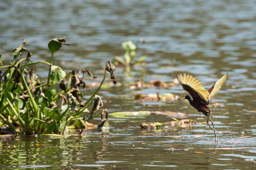 Northern Jacana with it's delicate legs appears to walk on the water balancing on the plants. 