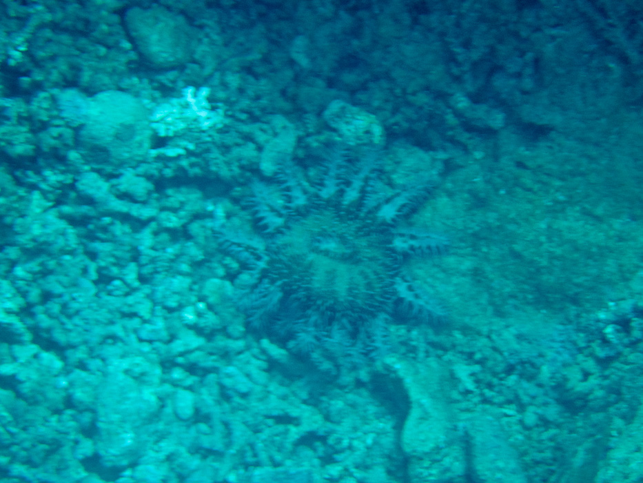 a twelve legged sea star