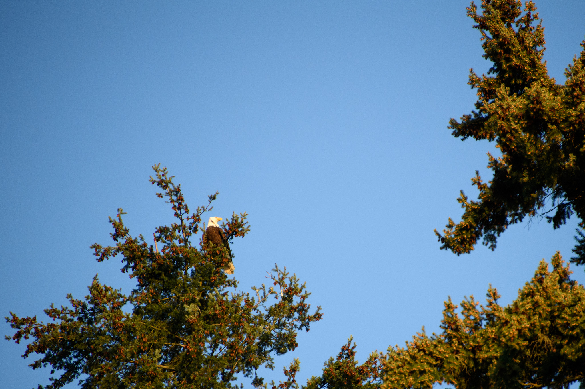 A bald eagle in a pine high above Lake Washington