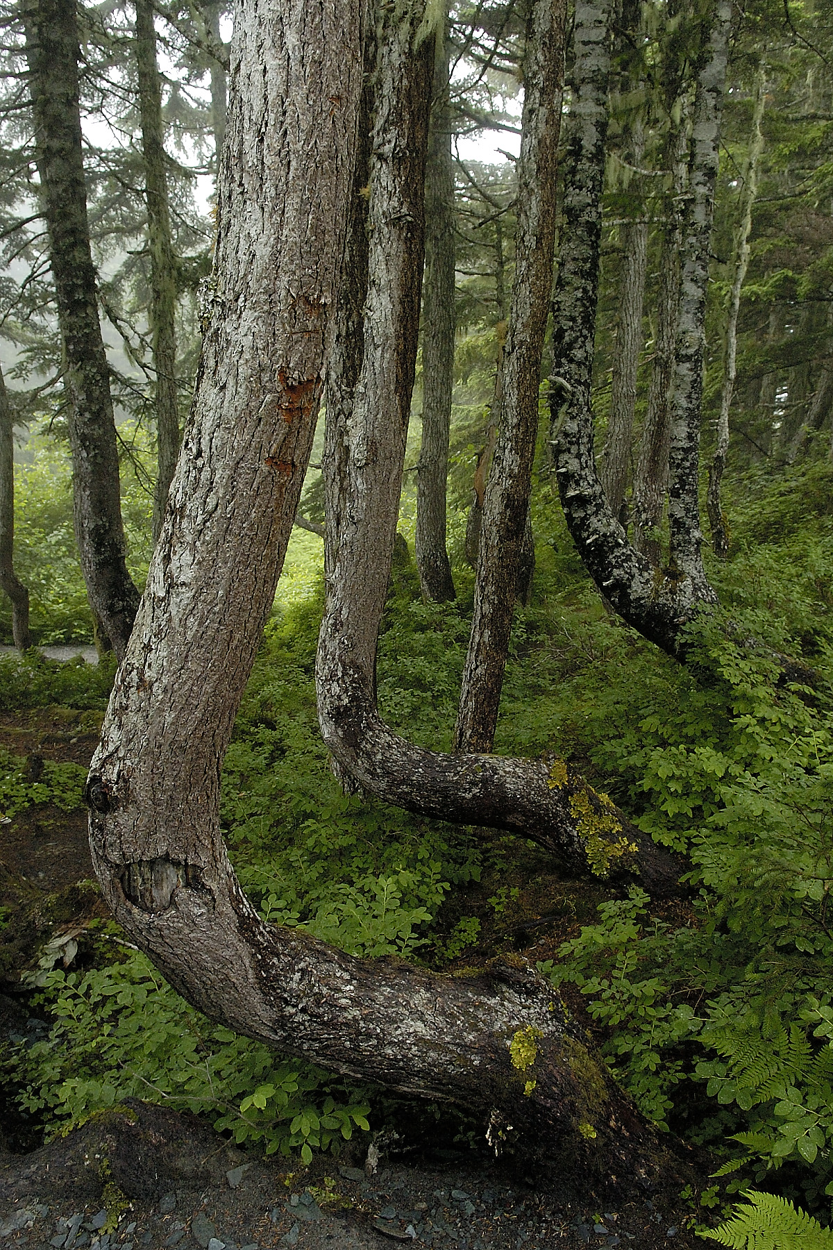 6-28-2005 - Juneau AK - 31.jpg