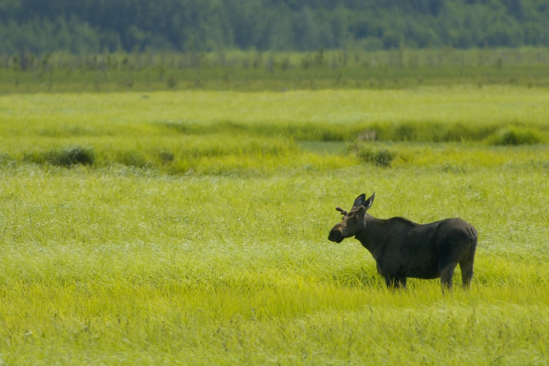 it was thrilling to see our first moose in Potter Marsh, but we would learn they are like squirrels in Anchorage, munching happily alongside their human neighbors everywhere!