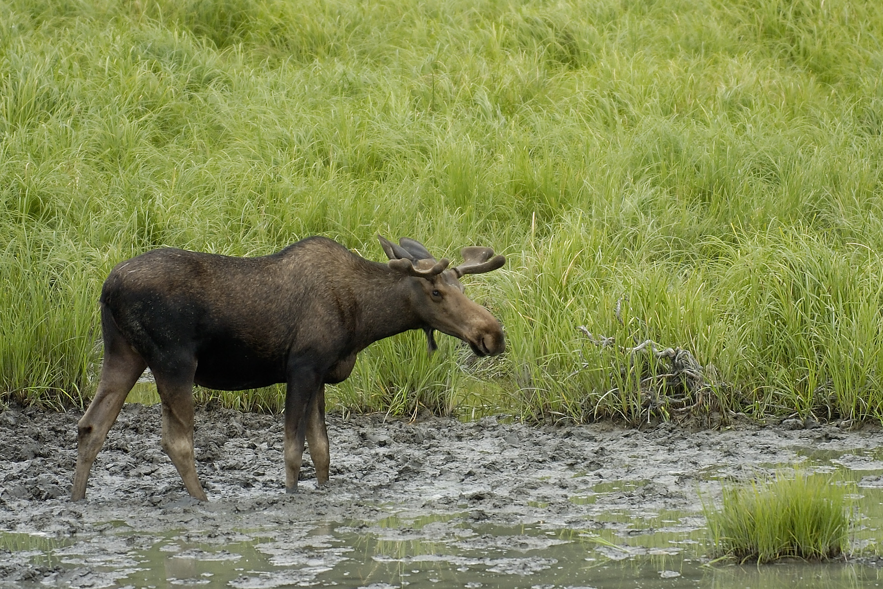 7-3-2005 - Kenia River AK - 05.jpg