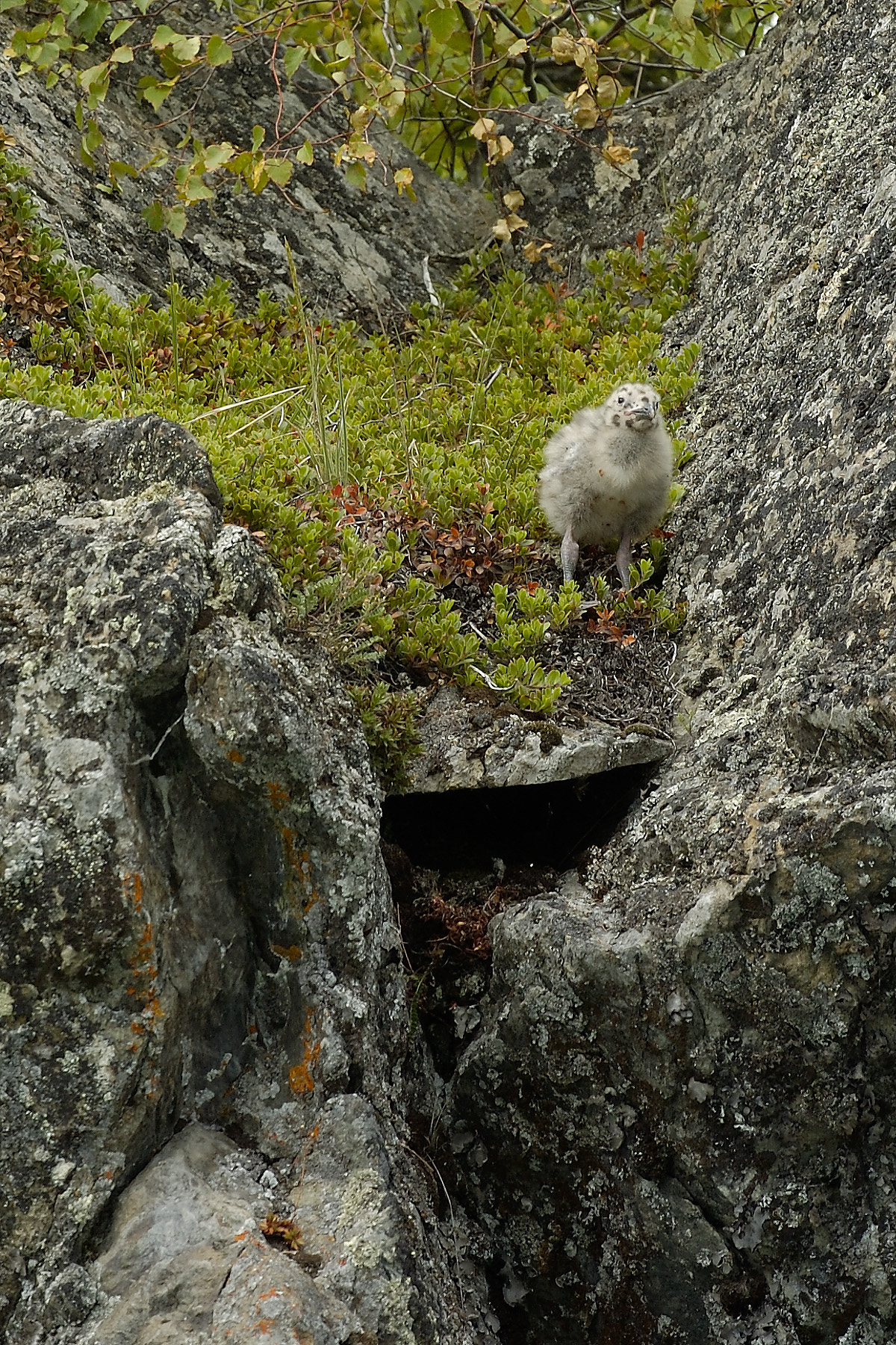 We passed a seagull rockery and spotted little spotted chicks!
