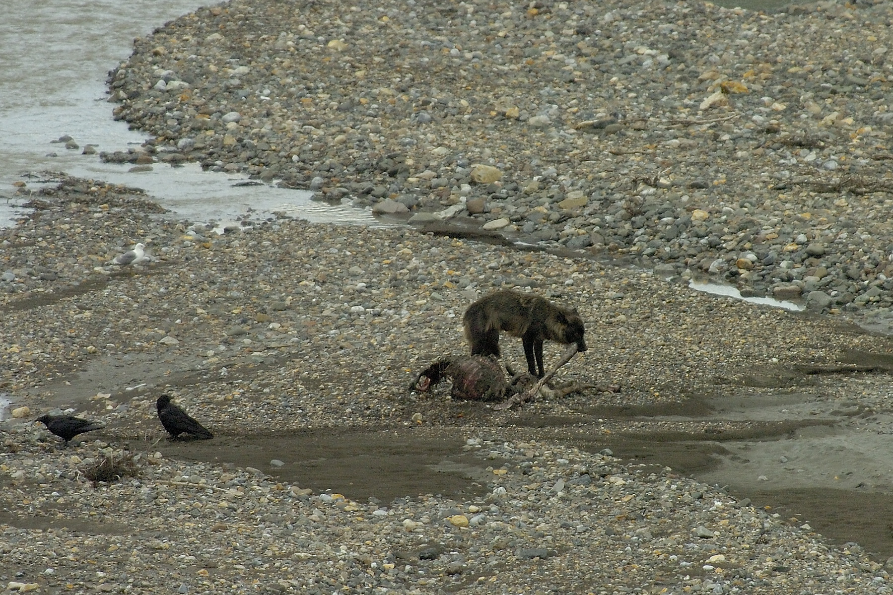One of our more incredible wildlife sightings, a wolf in the wild feeding on the remains of prey it's pack took down during the night. Our guide explained she was likely the baby sitter and only gets to the kill after the others return. 