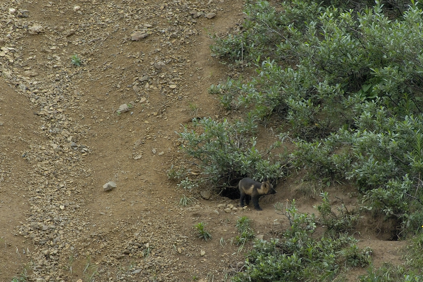 Another highlight wildlife sighting...a tiny fox venturing out of his den (likely against mothers orders!) It was delightful to see several kits poking in and out of the den and this brave little fellow daring to run from the front to the back door!