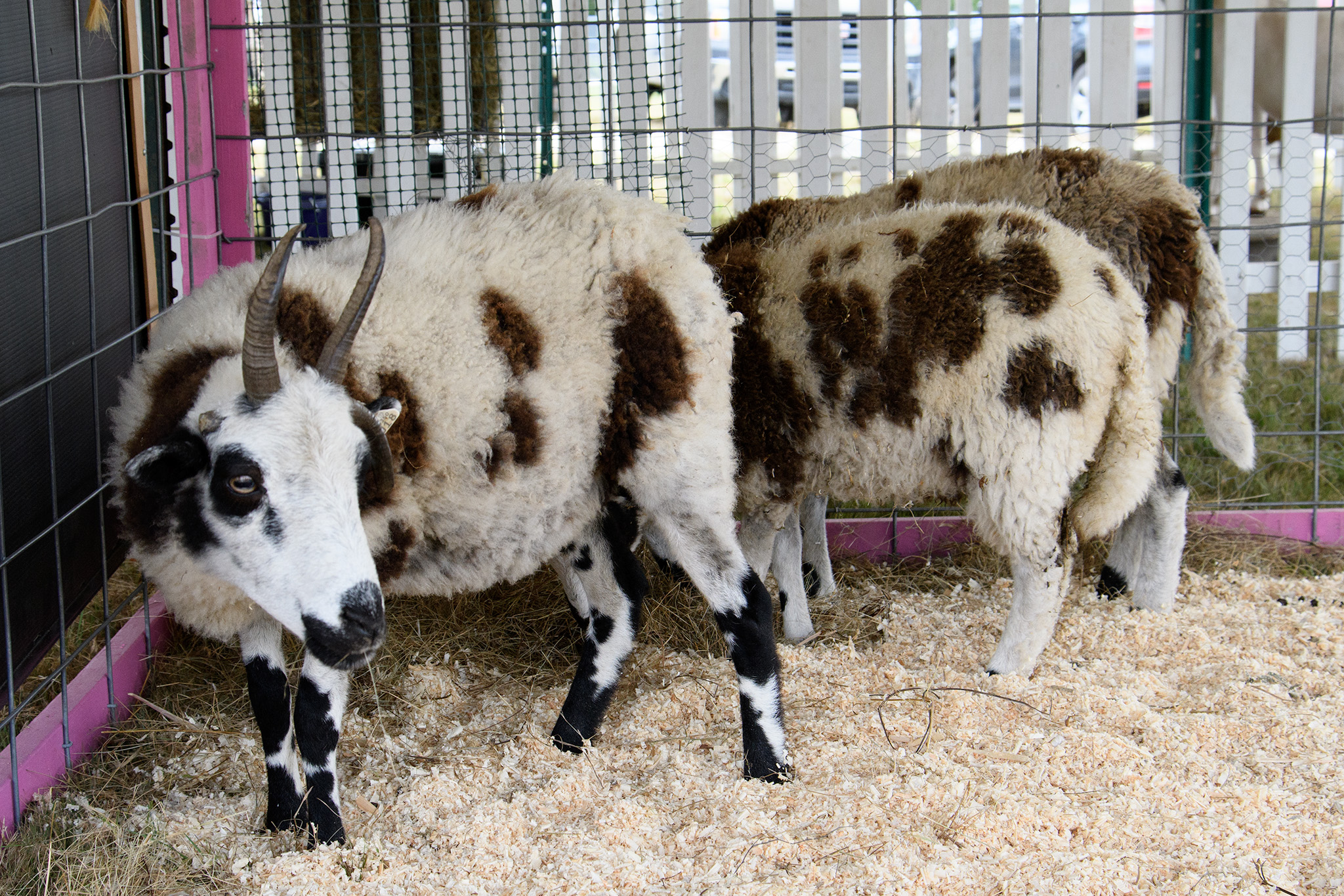 Jacobs Sheep