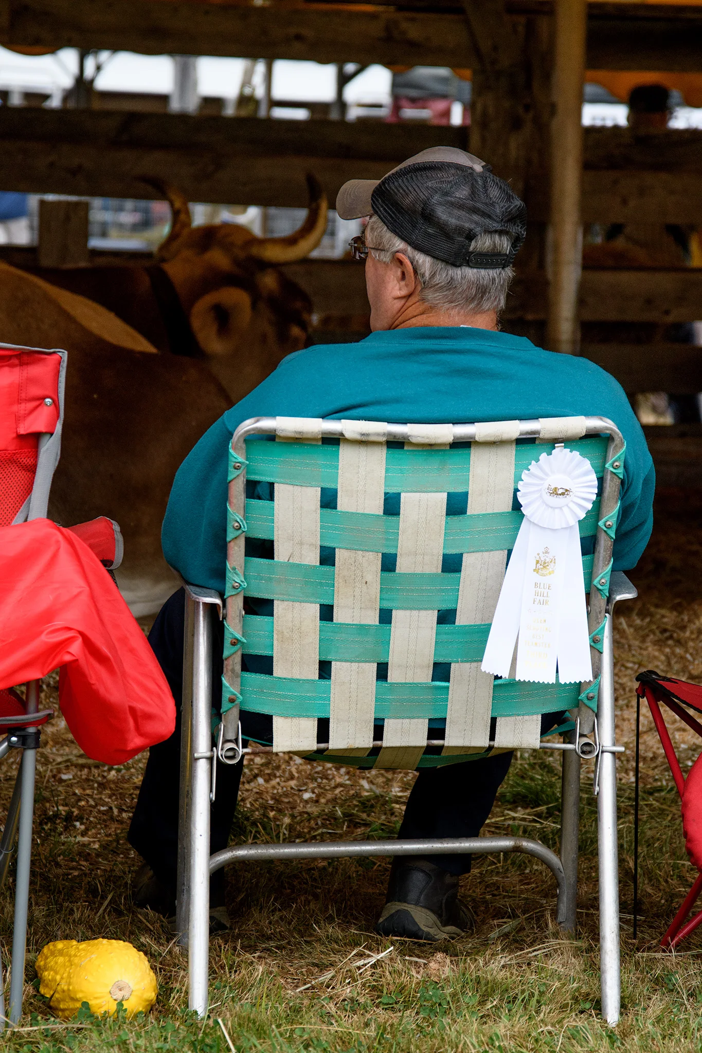 A farmer sits with his prize winning oxen 
