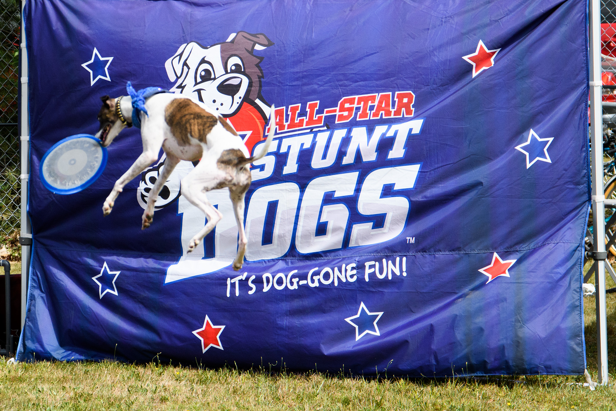 The Chris Perondi All Star Stunt Dog Challenge