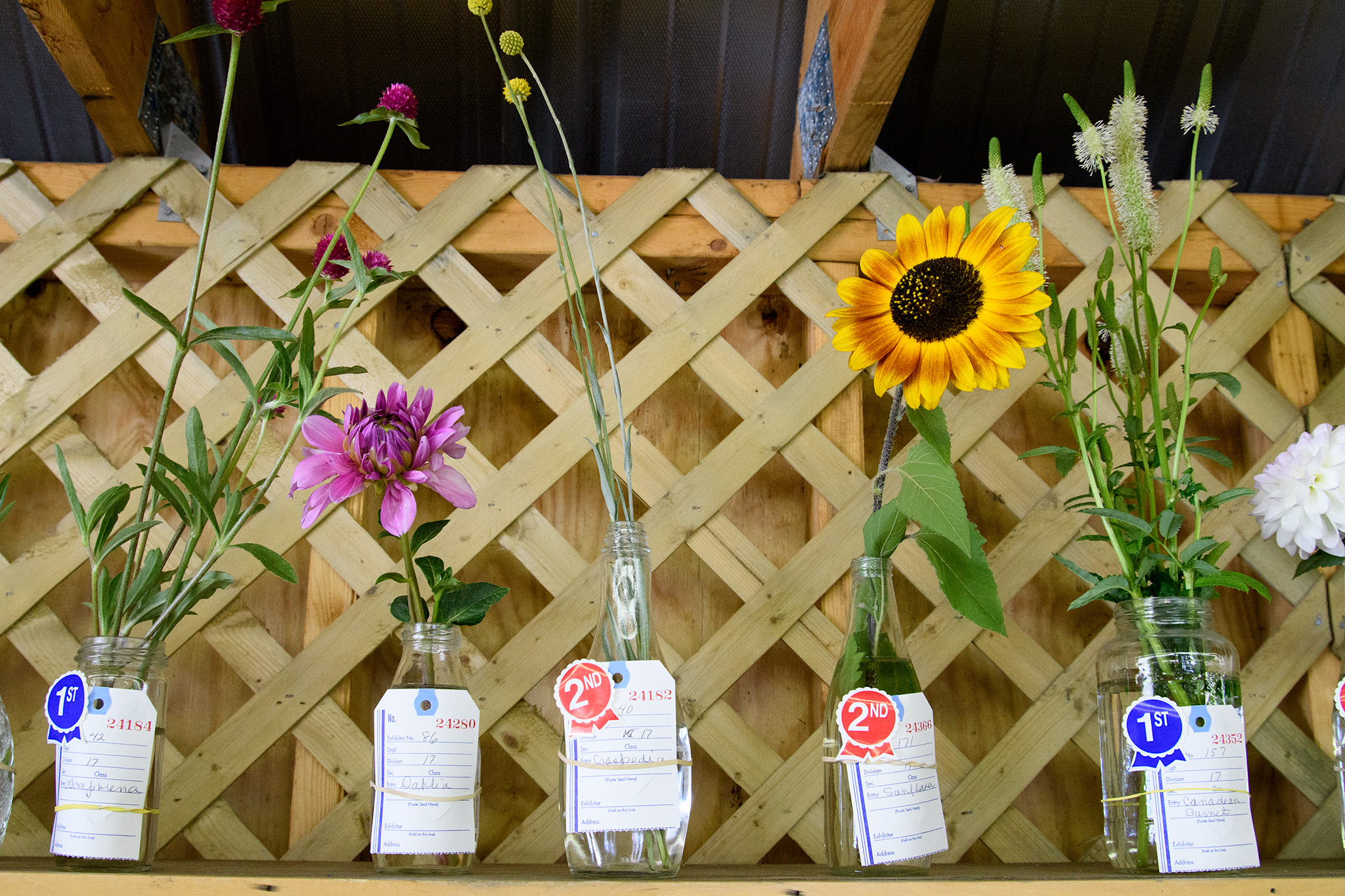 The annual dwindling display of flowers and plants and the ever growing display of digital photos in the craft area is a testament to the changing interests modern times. 