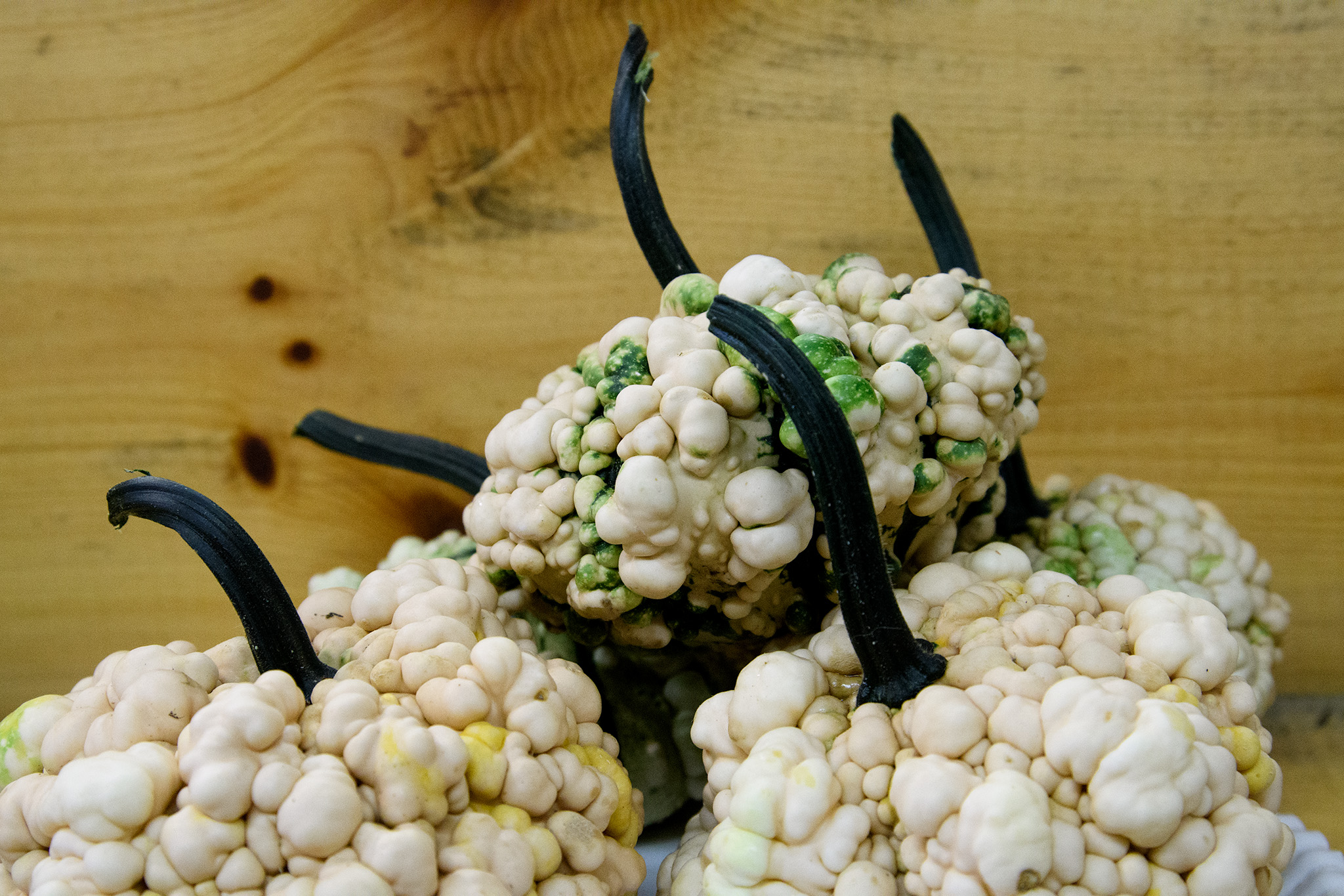 Warty Squash await judging.