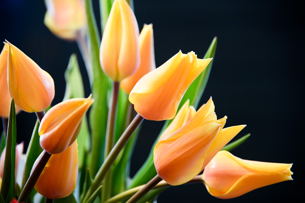 Tulips from Washington state brightened up my room and made a nice hostess gift when visiting friends. 