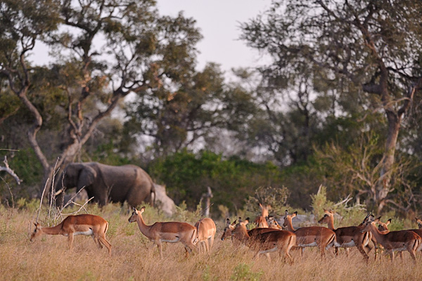 Destinations amazing and ordinary...Botswana definitely falls in the amazing category!