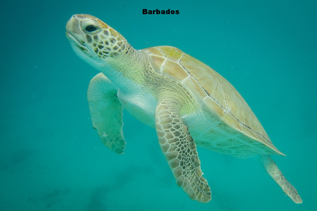 20150421 - Barbados - 0025.jpg