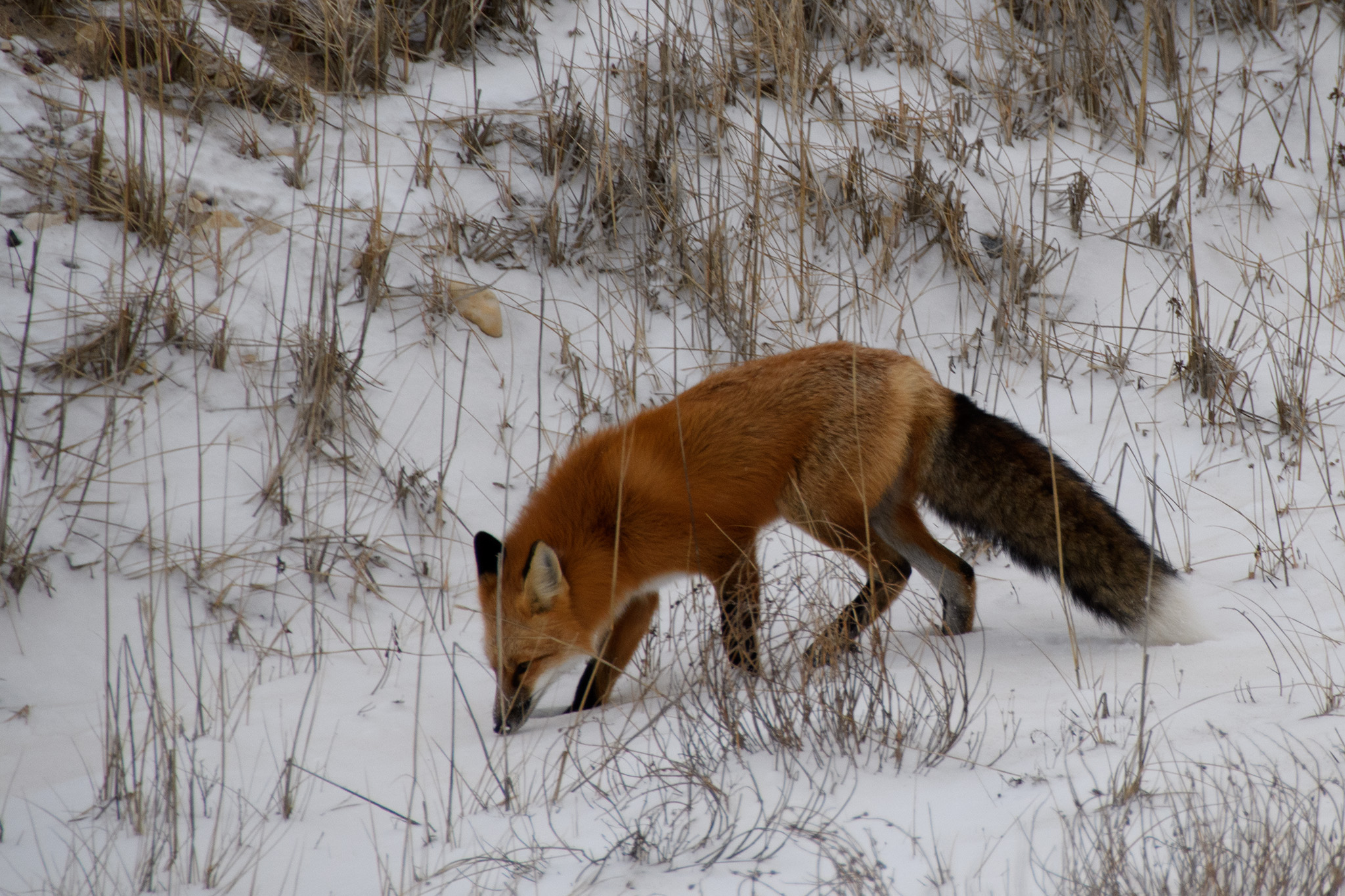 A red fox with a spectacular fluffy tail, snuffled here and there unconcerned about our bus of observers on the road.
