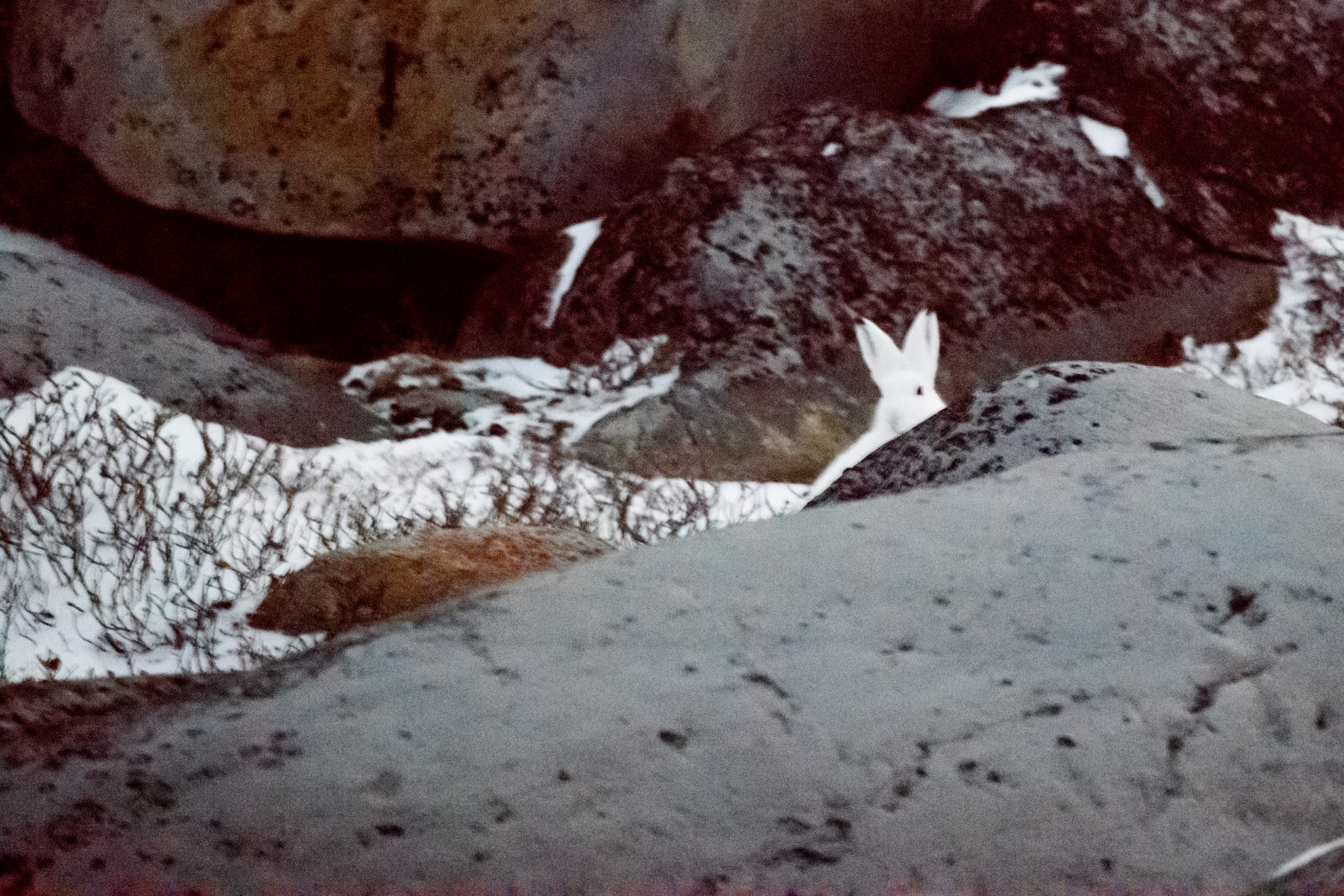 A hare entertained us for a quite a while behind some boulders