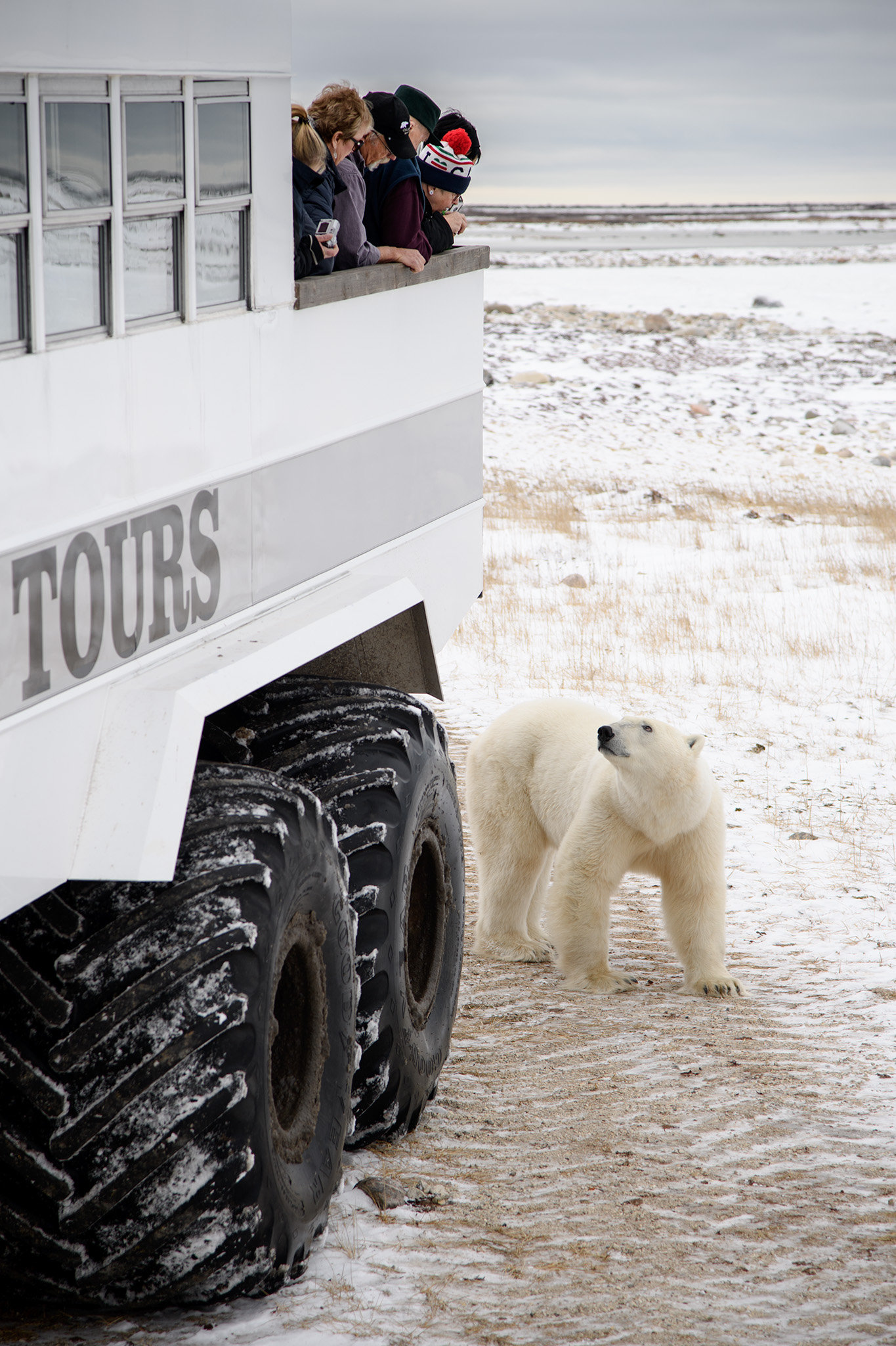 The Polar Rovers used by The Great White Bear Company to take small groups out into the Wapusk National Park allow visitors to observe bears from outdoor raised decks on the rear of the vehicle.