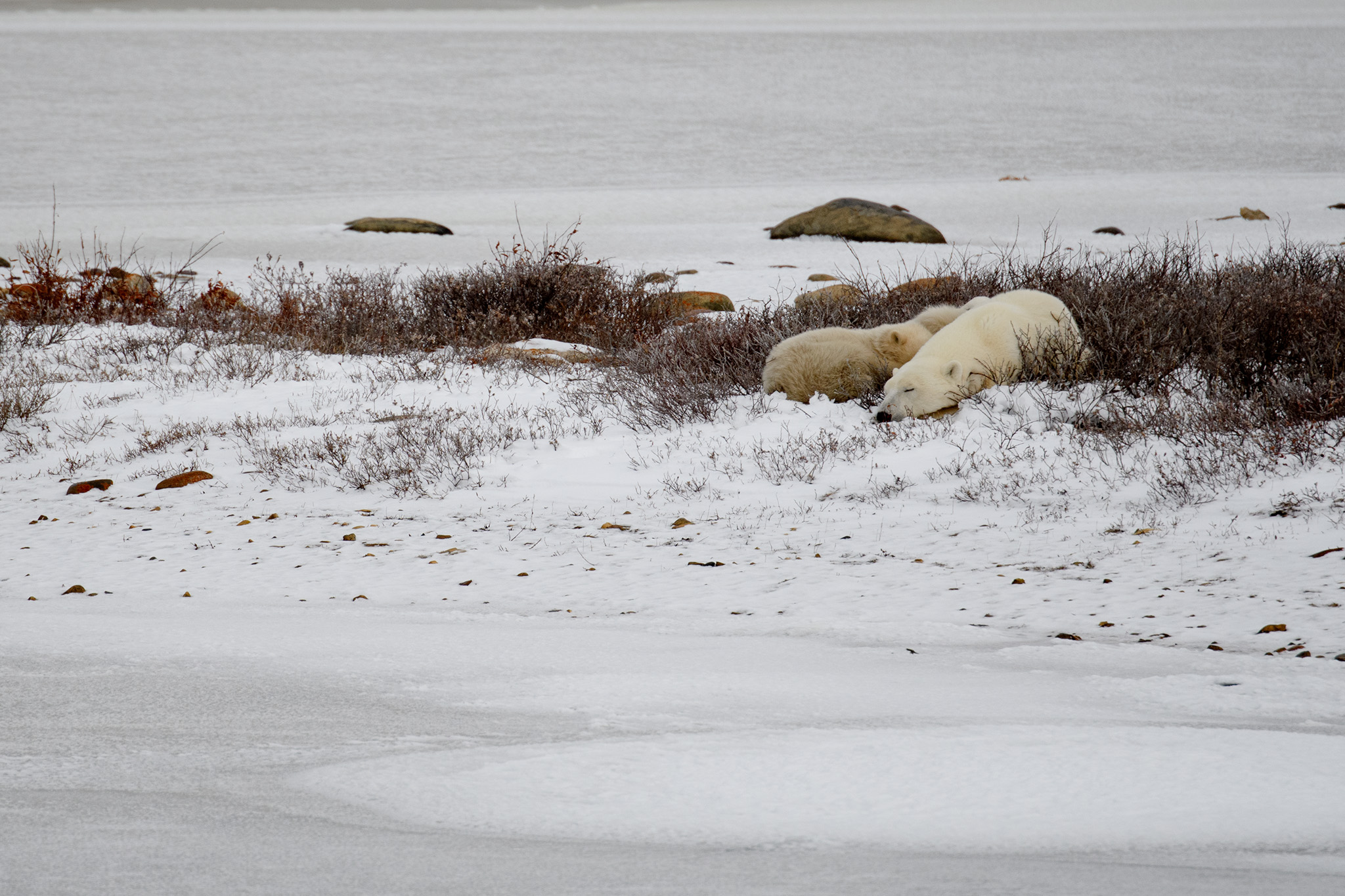 A mamma bear napped with her two small cubs by the edge of a lake in a small stand of willows.