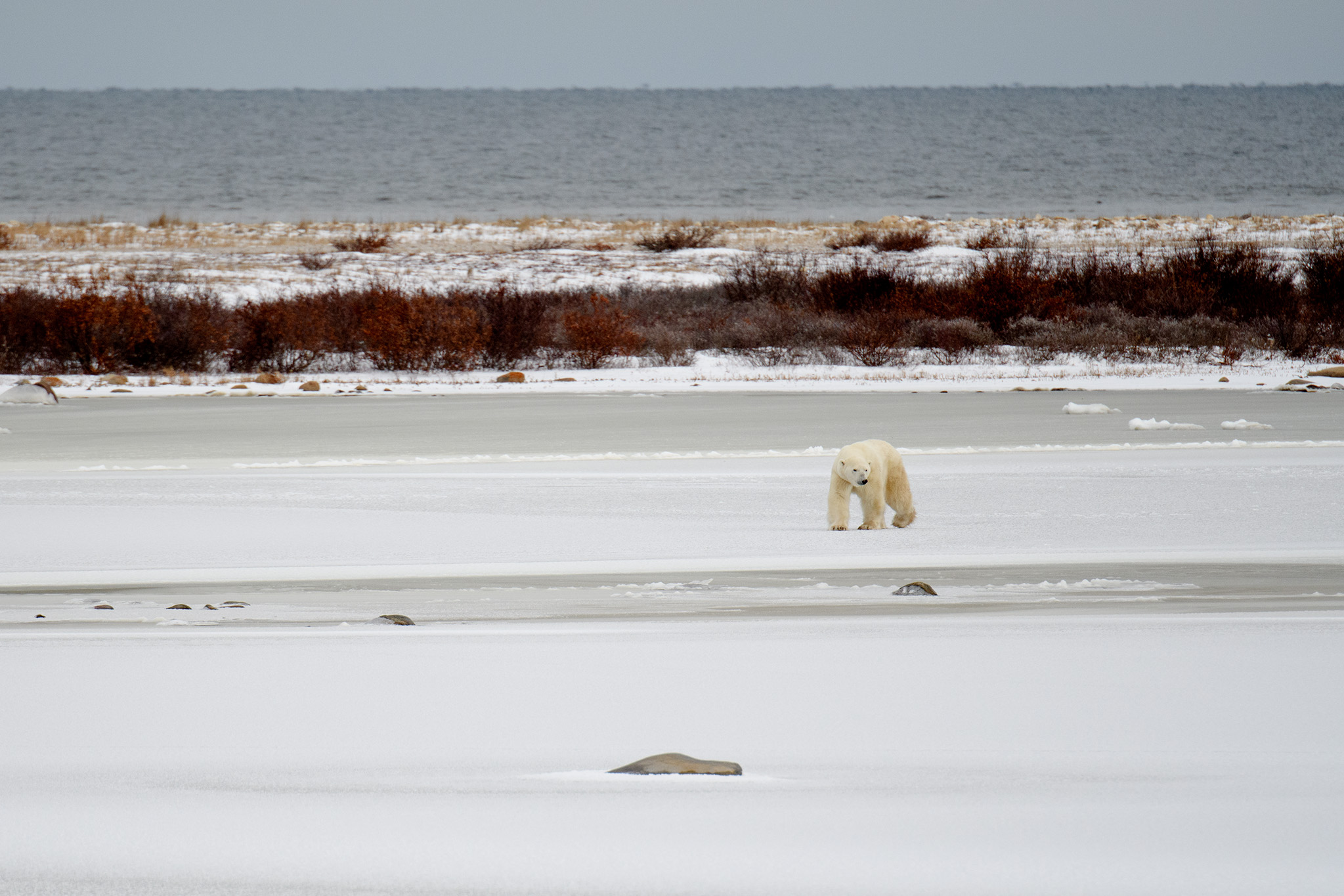 A large male heads across the icy lake.