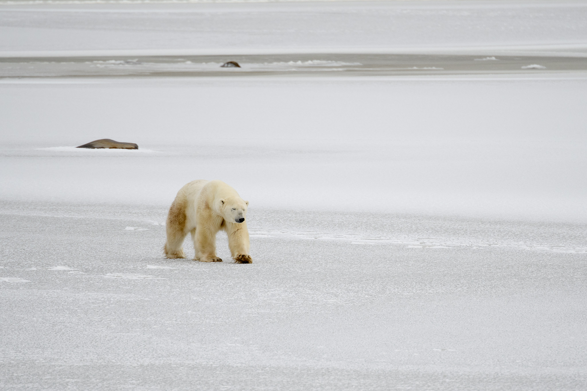 The male bear started using his nose to track down the mother and cubs.
