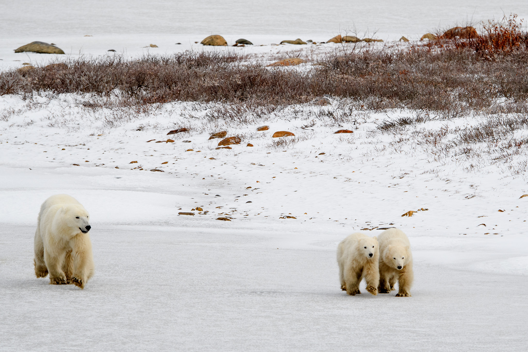 Mother and cubs at a dead run.