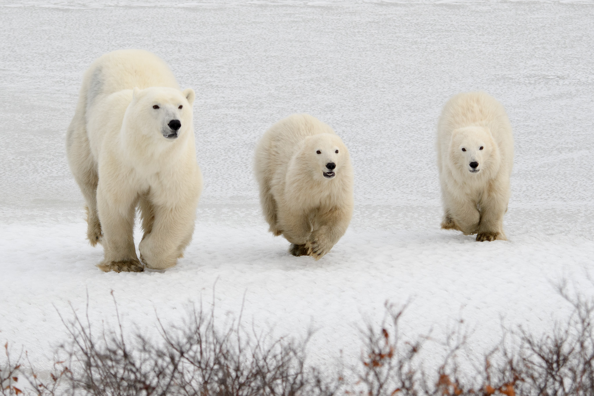 The family ran towards our tundra vehicle at top speed