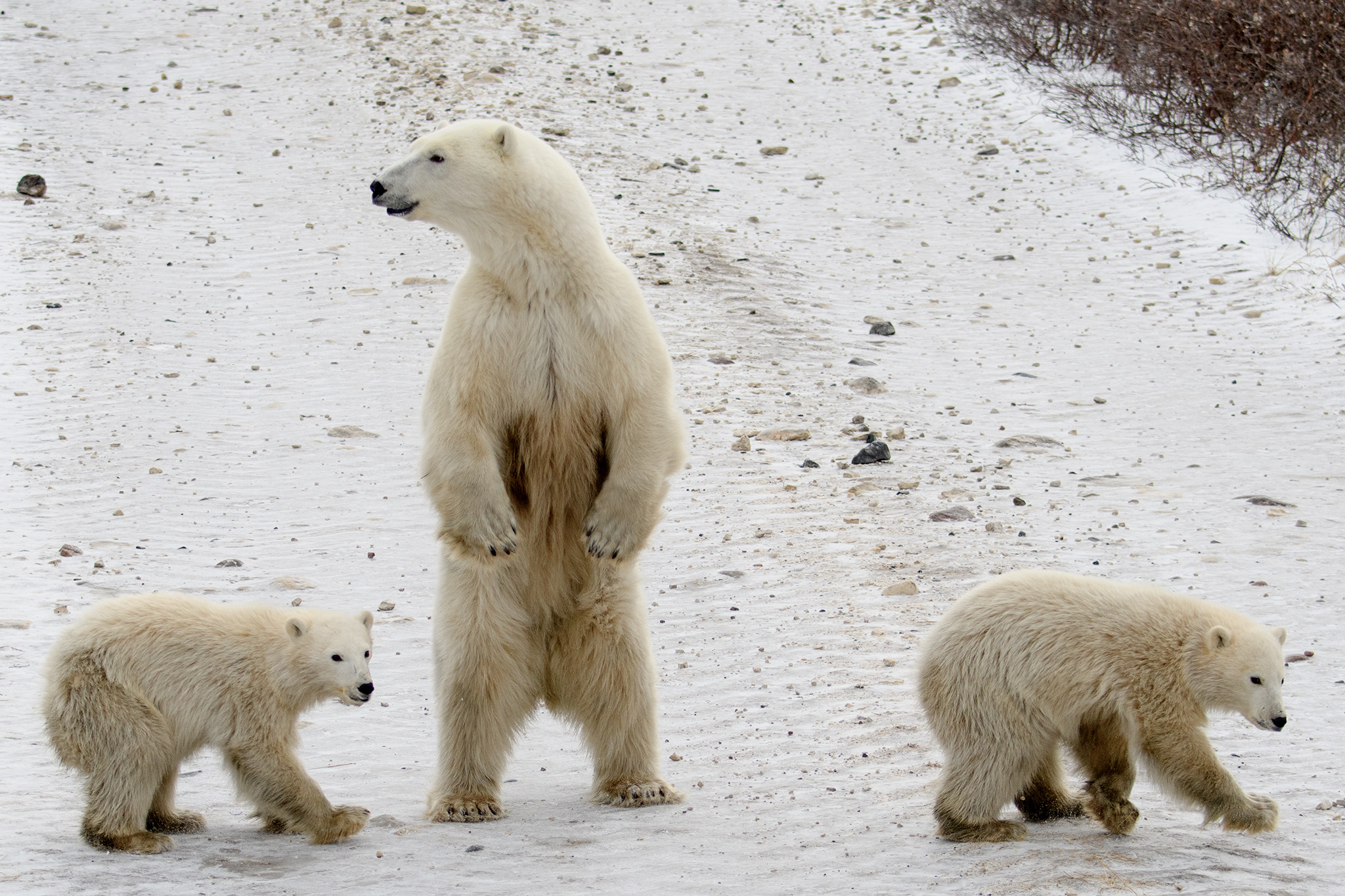 The mother stood on hind legs to spot and smell where the male was behind her.