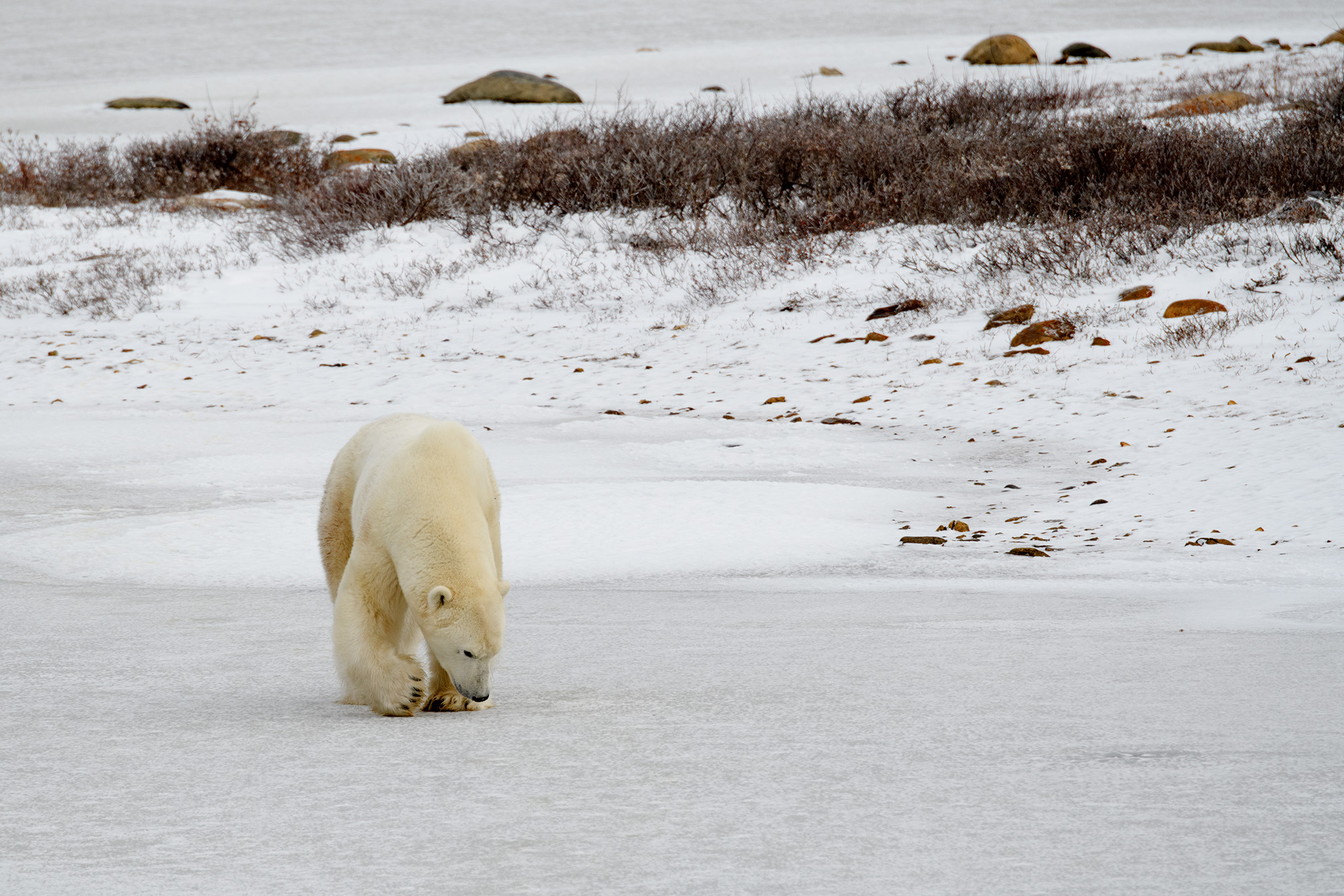 The male bear continued to follow his nose towards the female bear.
