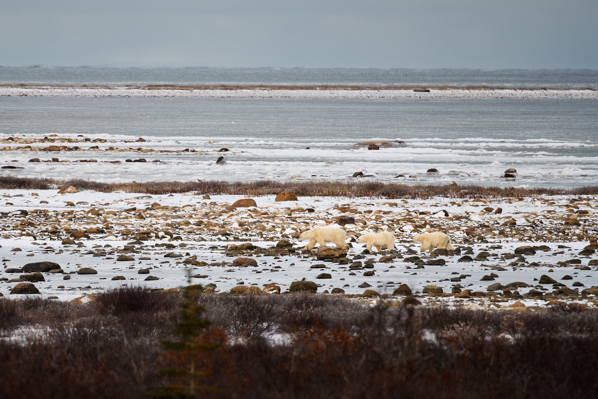 A mother and her cubs wait for the ice to freeze on Hudson Bay to begin hunting seals.